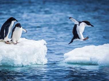 Iceberg Adelie Penguins Playing, Antarctica