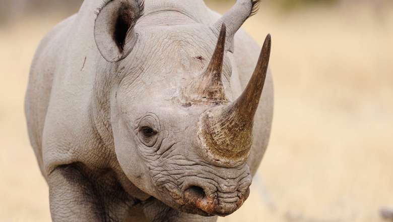 Black Rhino, Etosha National Park, Namibia