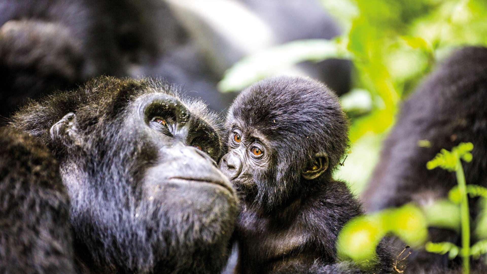 Gorilla with baby, Uganda