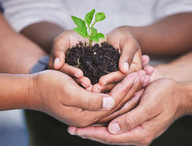 hands cupping soil with a small plant growing upwards from the soil