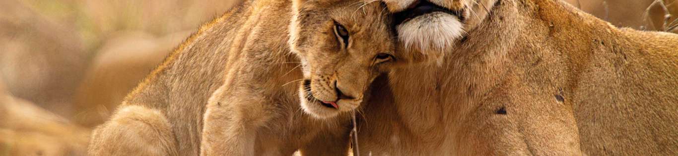 Lioness and Cub, Kruger National Park, South Africa