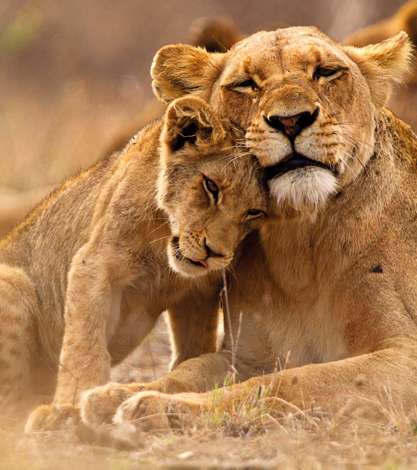 Lioness and Cub, Kruger National Park, South Africa