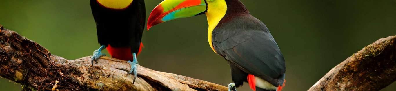 Keel Billed Toucan Costa Rica Istock 1250266235