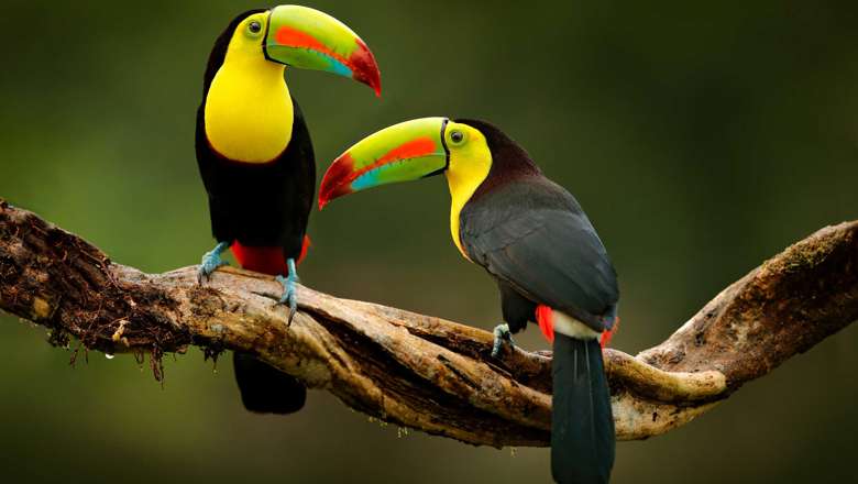 Keel Billed Toucan Costa Rica Istock 1250266235