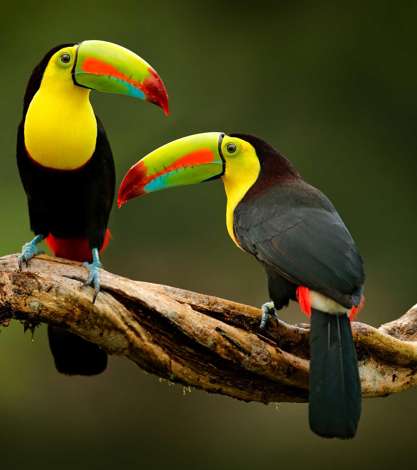 Keel Billed Toucan Costa Rica Istock 1250266235