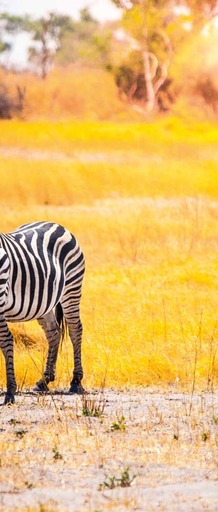 Zebras, Moremi Game Reserve, Okavango Delta, Botswana 