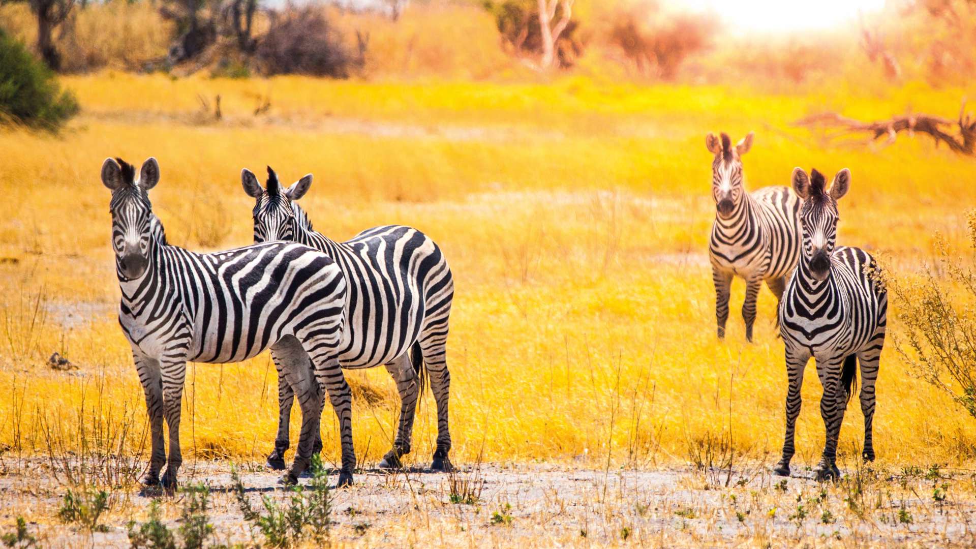 Zebras, Moremi Game Reserve, Okavango Delta, Botswana 