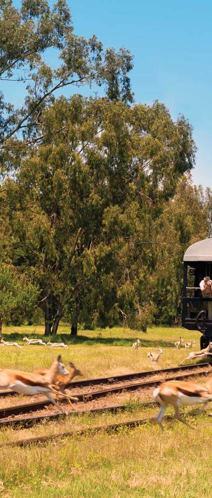 Shongololo Express Train, Springbok running past track, Namibia