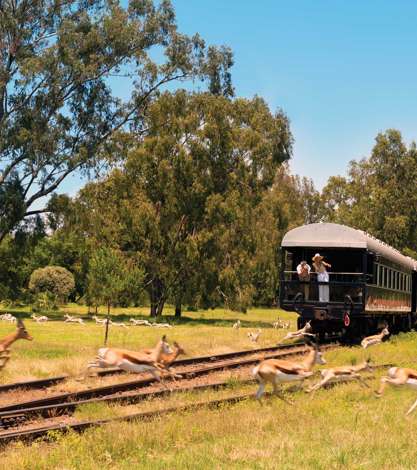 Shongololo Express Train, Springbok running past track, Namibia