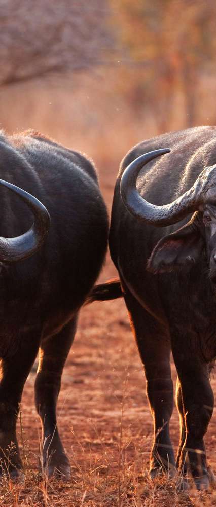 Buffalo Kruger National Park South Africa Shutterstock 571286875