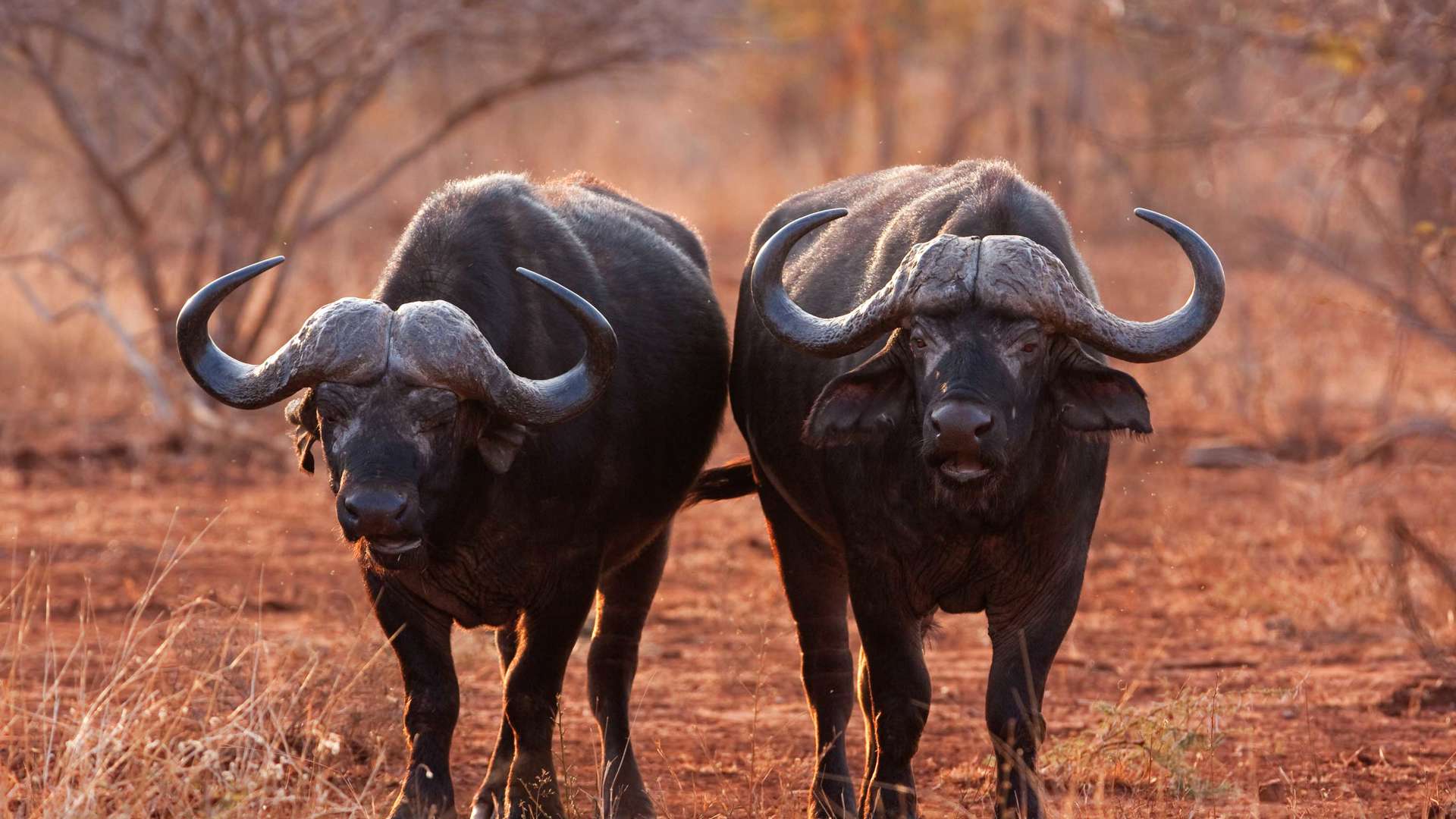 Buffalo Kruger National Park South Africa Shutterstock 571286875