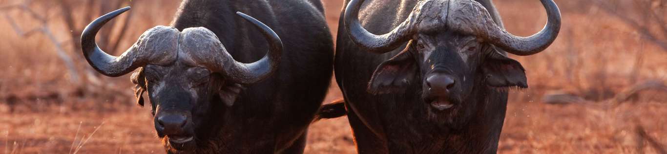 Buffalo Kruger National Park South Africa Shutterstock 571286875