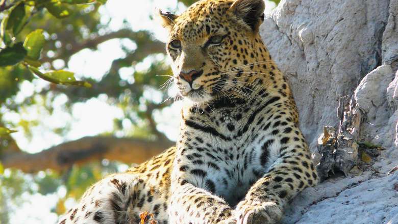 Leopard, Pom-Pom Island, Botswana