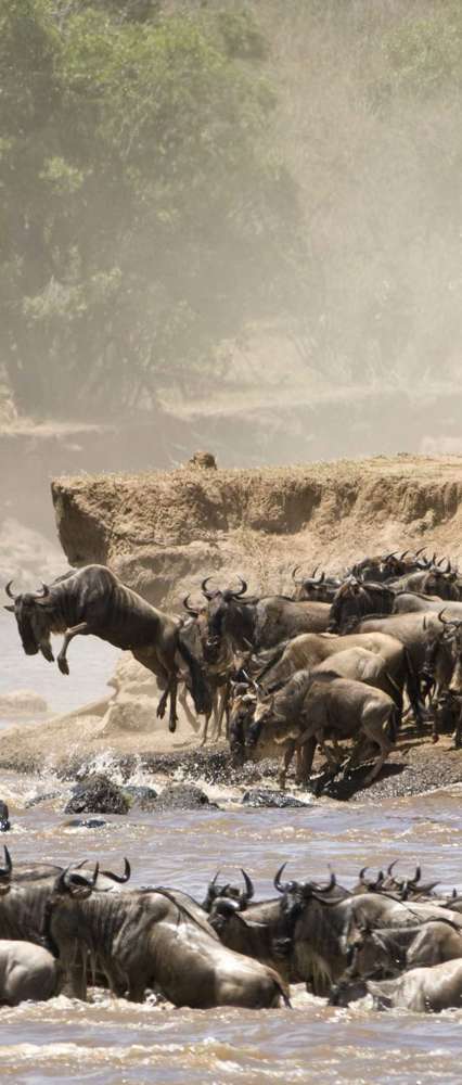 Wildebeast And Zebra Crossing The Mara River During The Great Migration, Tanzania