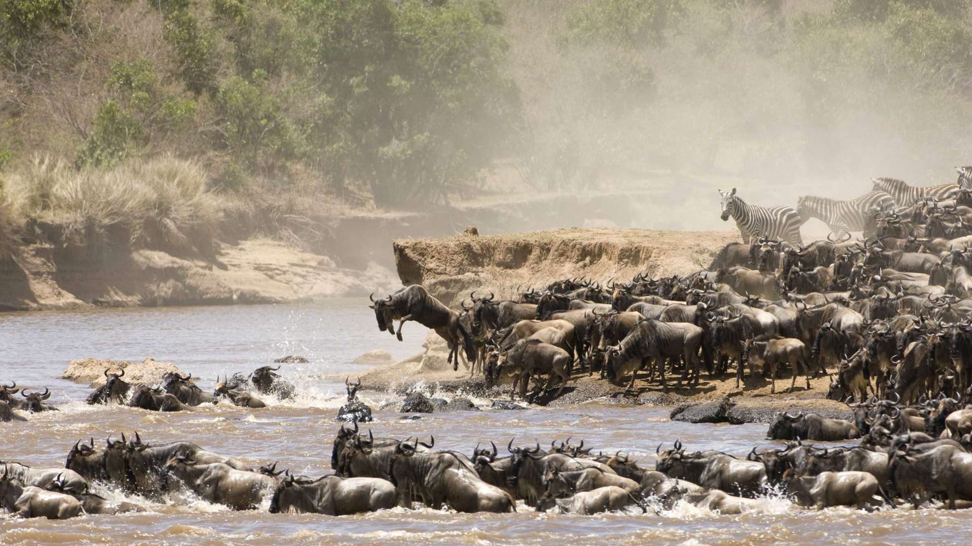 Wildebeast And Zebra Crossing The Mara River During The Great Migration, Tanzania