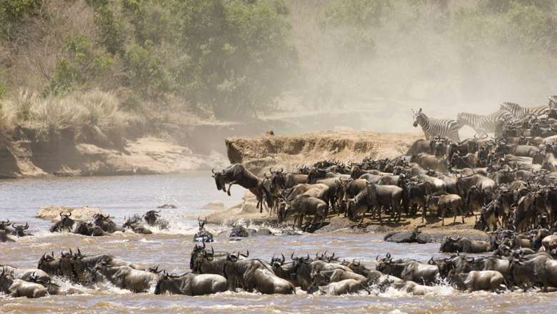 Wildebeast And Zebra Crossing The Mara River During The Great Migration, Tanzania