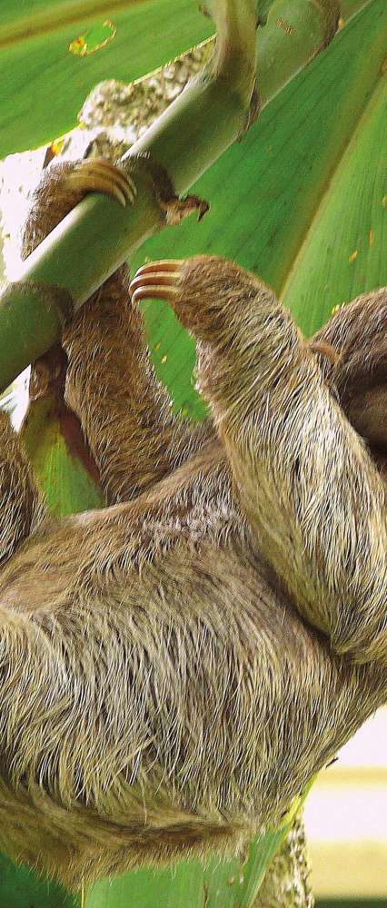 Sloth, Puerto Viejo, Costa Rica