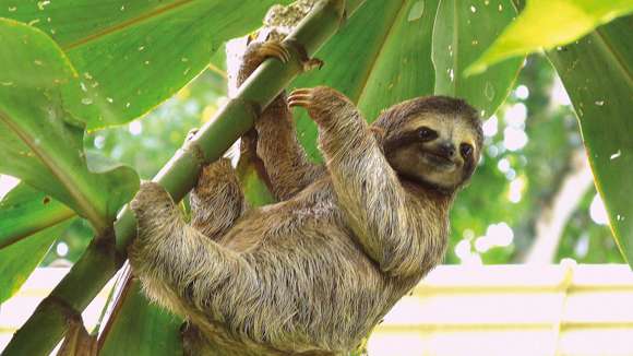 Sloth, Puerto Viejo, Costa Rica