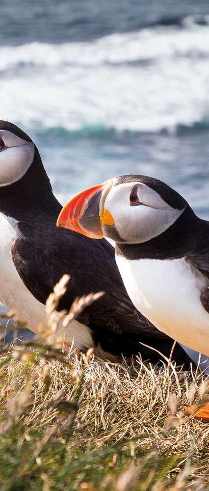 Puffins on outcrop