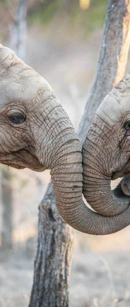 Elephants In Kruger National Park, South Africa