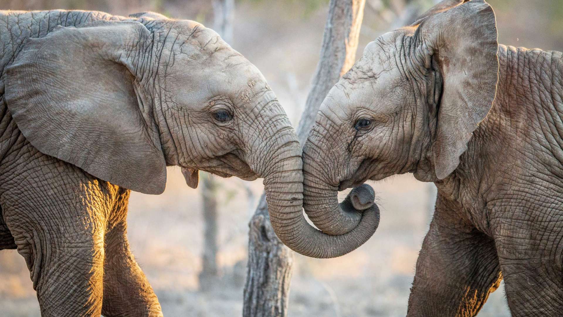 Elephants In Kruger National Park, South Africa