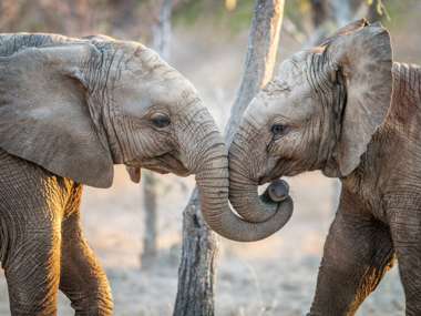 Elephants In Kruger National Park, South Africa