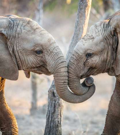 Elephants In Kruger National Park, South Africa