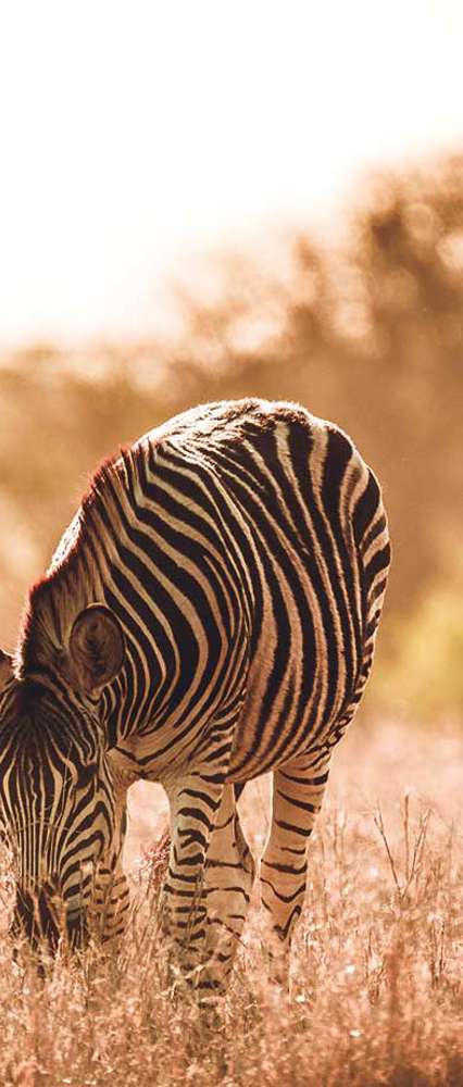 Zebra, South Africa