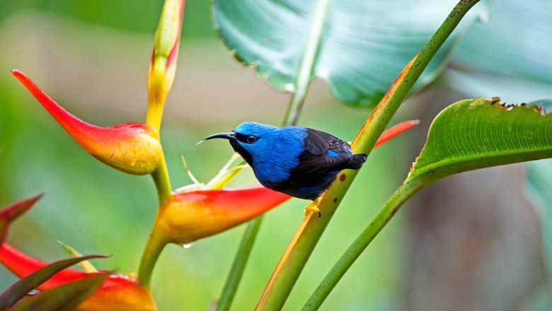 Shining Honeycreeper, Costa Rica