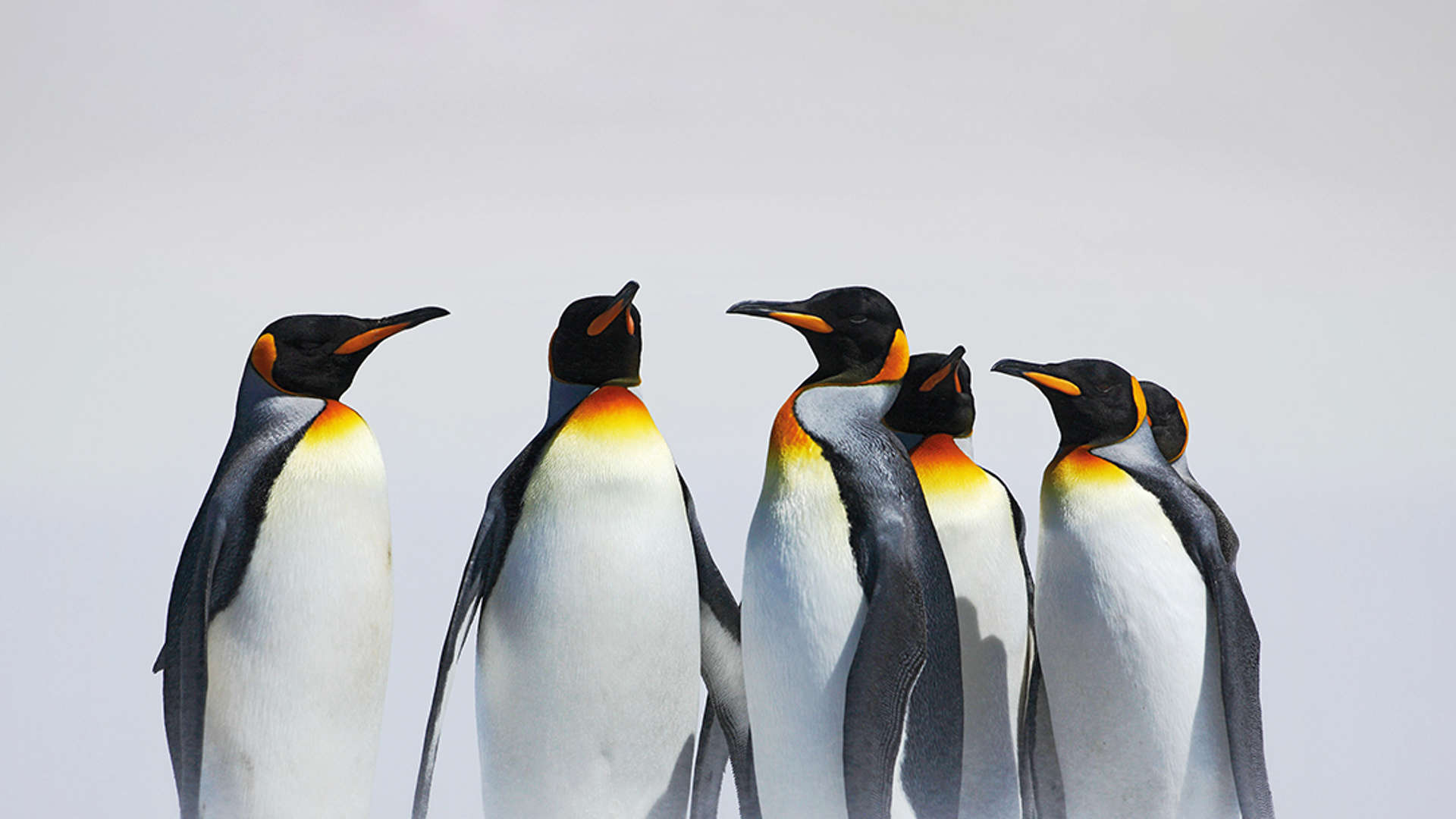 Penguins, Antarctica