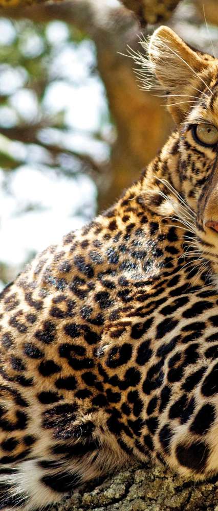 Leopard in tree, Masai Mara, Kenya