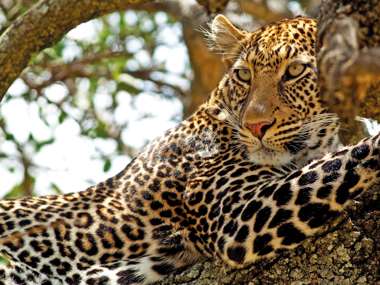 Leopard in tree, Masai Mara, Kenya