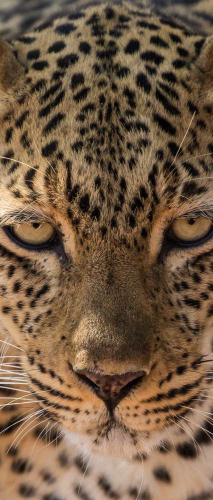 An African Leopard, Zambia