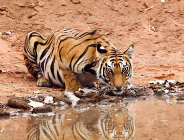 Bandhavgarh Tiger, India