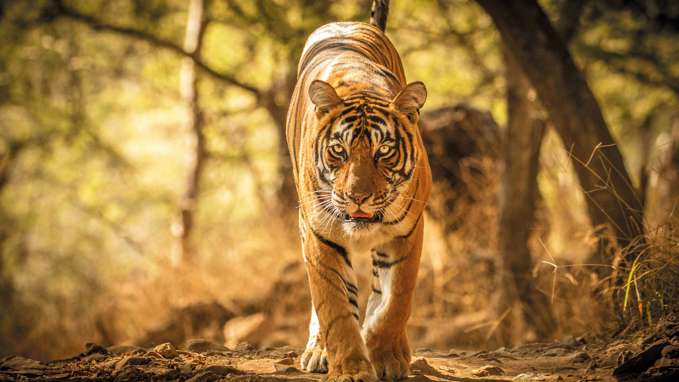 Tiger, India