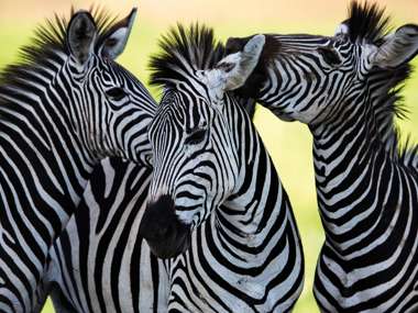 Wild Zebra, Zambia