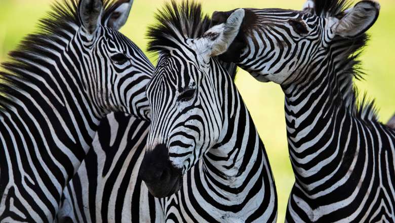 Wild Zebra, Zambia