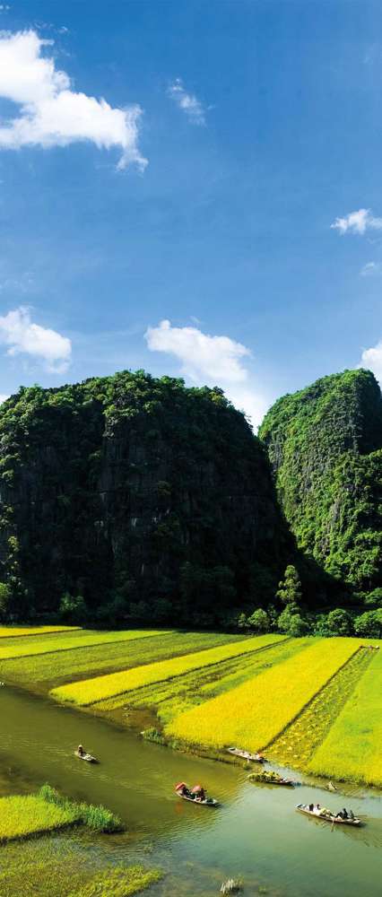 Rice Field And Ngodong River In Ninhbinh, Vietnam