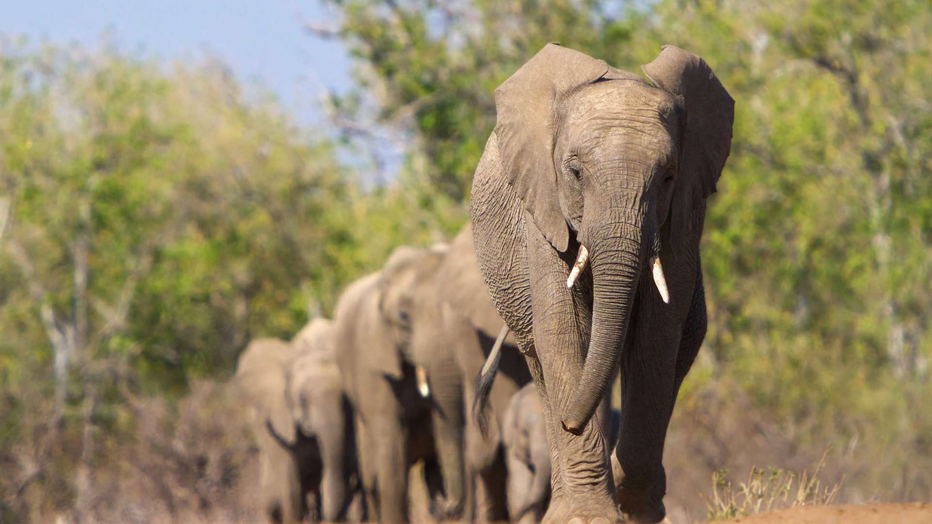 Elephants walking in a herd, Tanzania