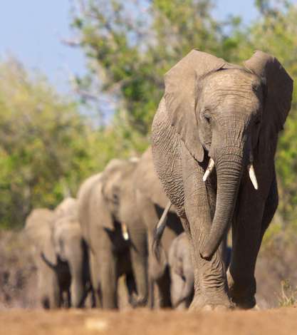 Elephants walking in a herd, Tanzania