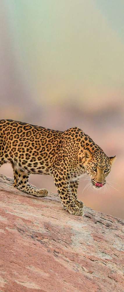 Leopard On The Hills Of Jawai, India