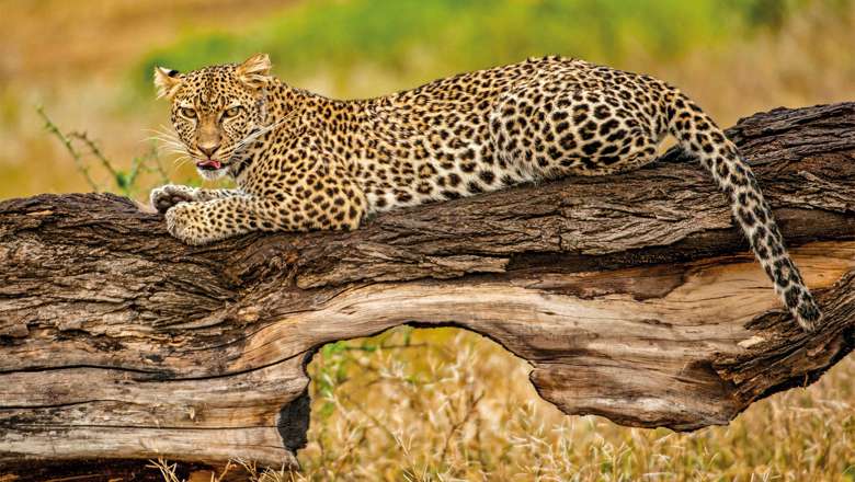 Leopard In Tree, Botswana