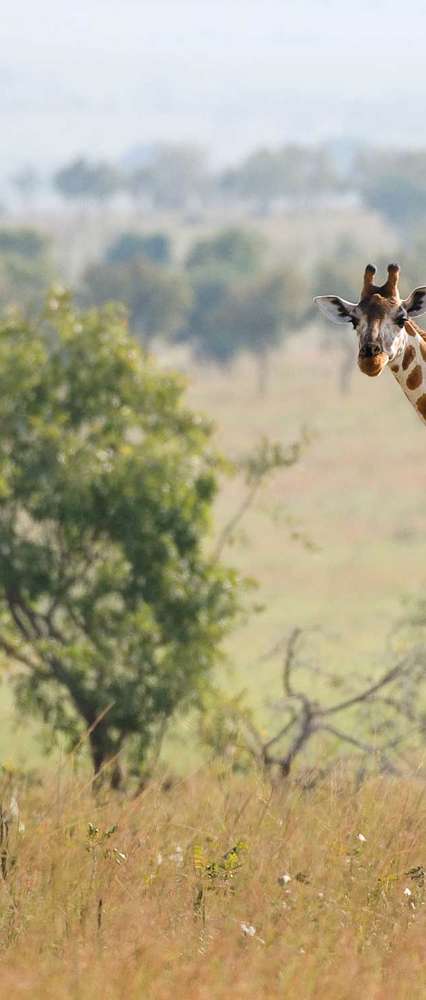 Giraffe walking in the Savanna, Queen Elizabeth National Park, Uganda