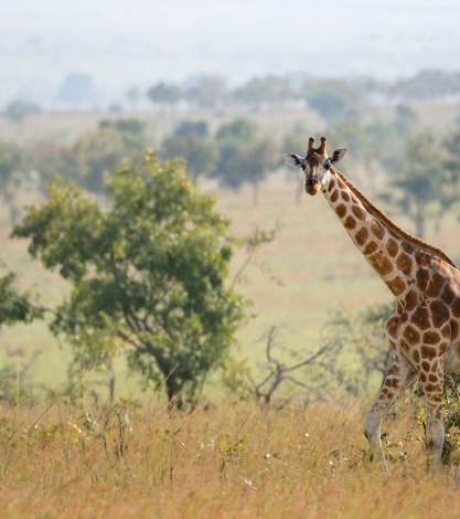 Giraffe walking in the Savanna, Queen Elizabeth National Park, Uganda