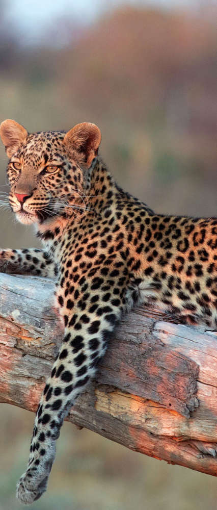 Leopard