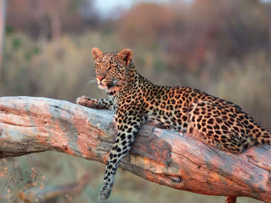 Leopard