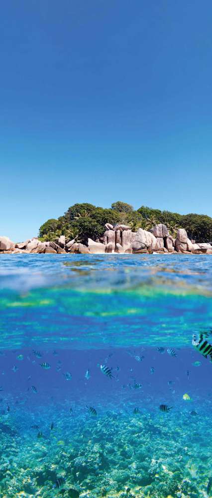 Fish in Water, Island view in the background, Seychelles