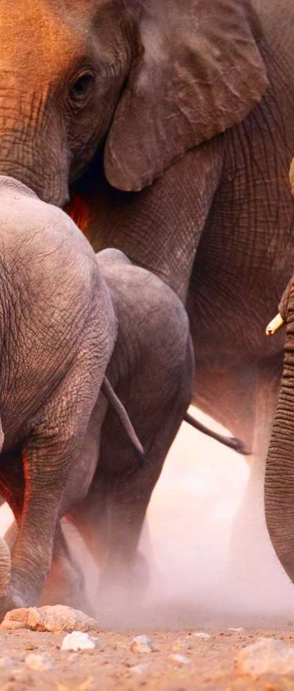 Baby Elephant with Elephants running, Namibia