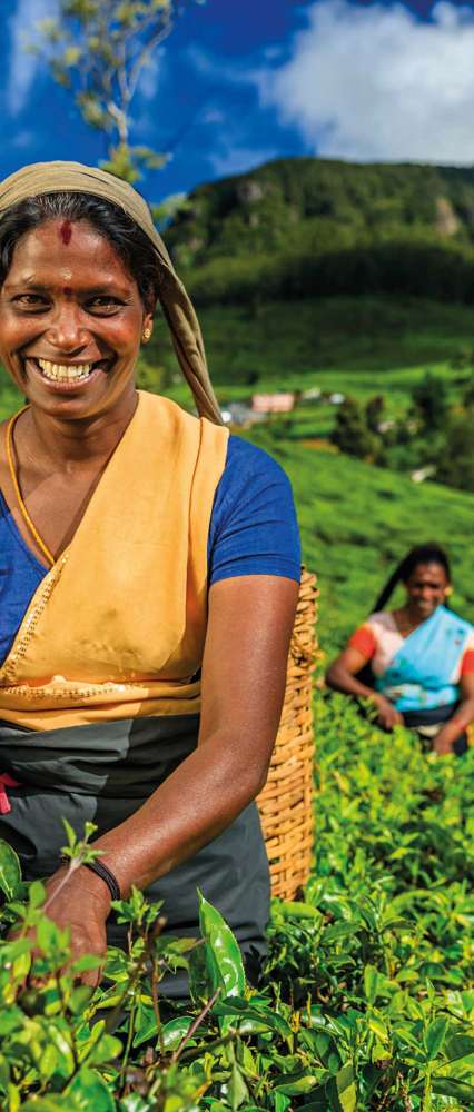 Tamil women plucking tea leaves on plantation, Ceylon, Sri Lanka