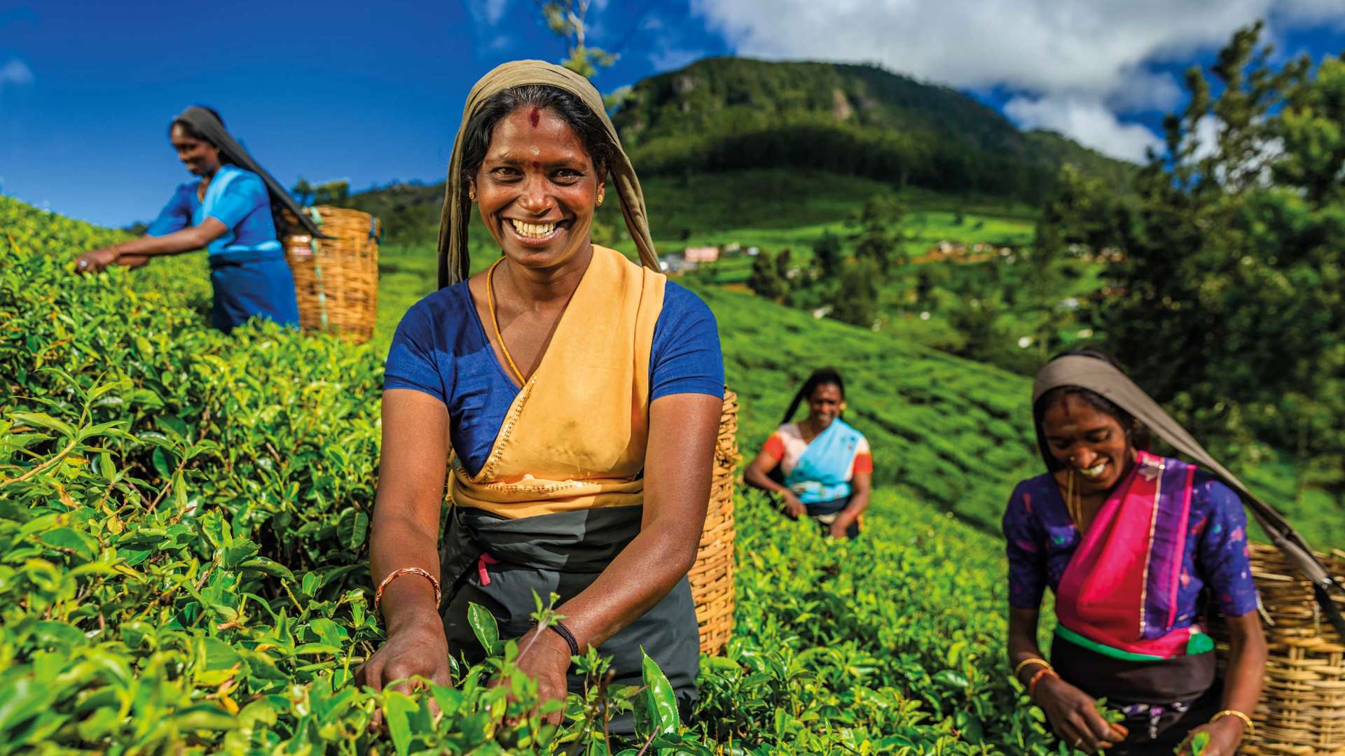 Tamil women plucking tea leaves on plantation, Ceylon, Sri Lanka